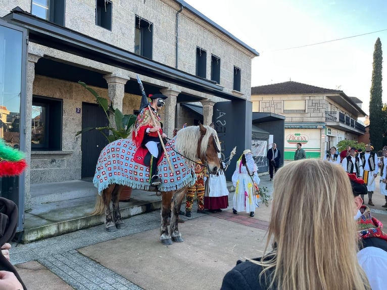 Bretone Giumenta 7 Anni  in Tui (O Sagrario)