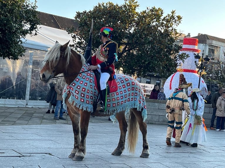 Bretone Giumenta 7 Anni  in Tui (O Sagrario)