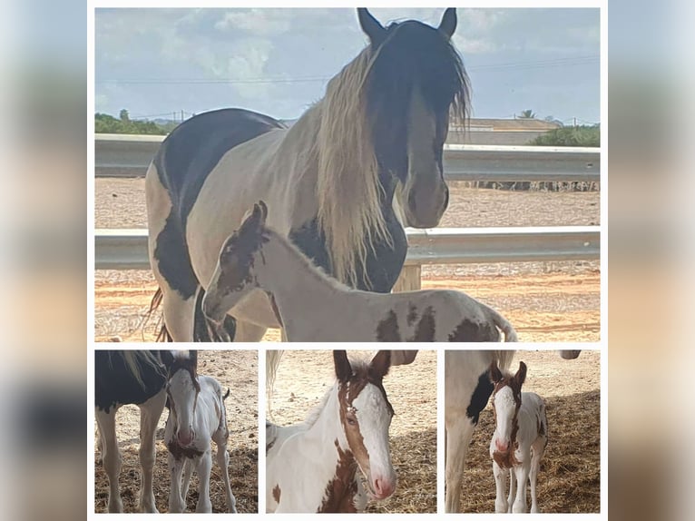 Bretone Mix Hengst 3 Jahre Sabino in Chiclana de la Frontera