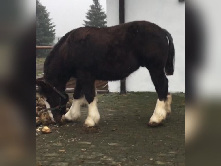 Bretone Hengst 5 Jahre 165 cm Dunkelfuchs in Mława