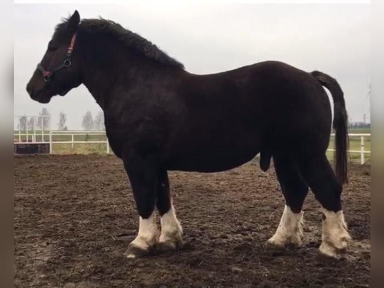 Bretone Hengst 5 Jahre 165 cm Dunkelfuchs in Mława