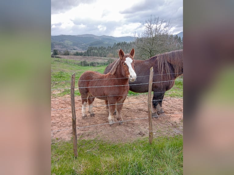 Bretone Stallone 1 Anno 170 cm Sauro in Secadura