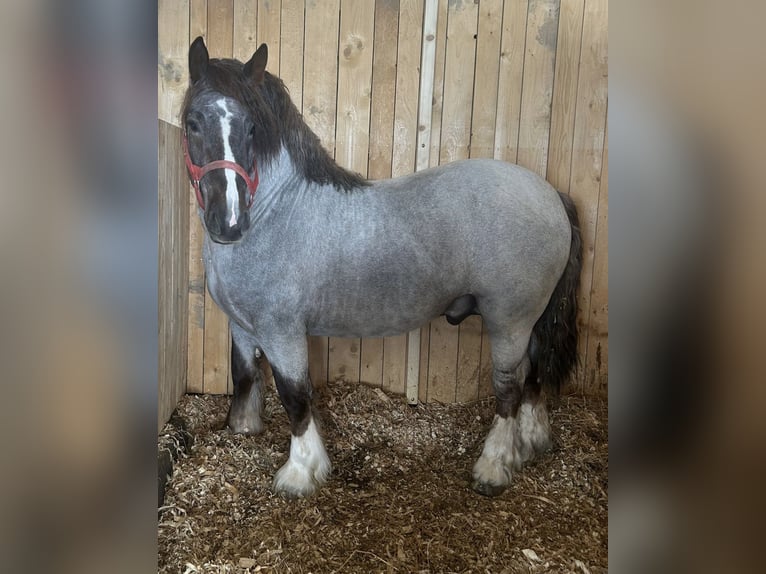 Bretone Stallone 3 Anni 165 cm Roano rosso in Sopotnia Wielka