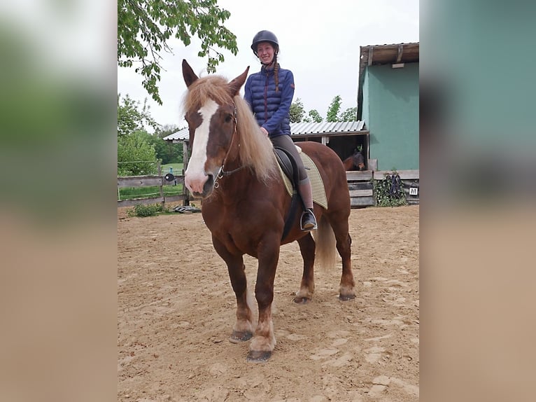 Bretone Stute 12 Jahre 163 cm Fuchs in Kirchensittenbach