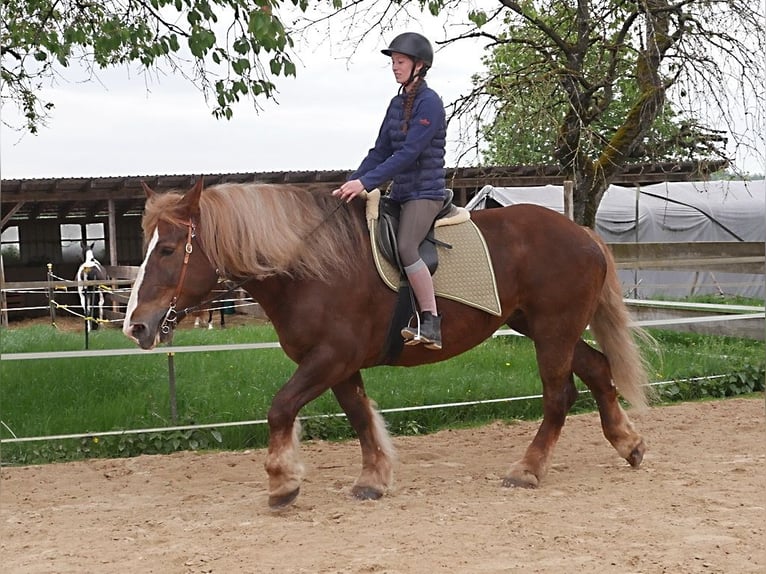 Bretone Stute 12 Jahre 163 cm Fuchs in Kirchensittenbach