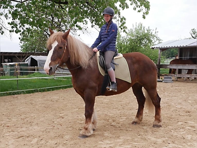 Bretone Stute 12 Jahre 163 cm Fuchs in Kirchensittenbach
