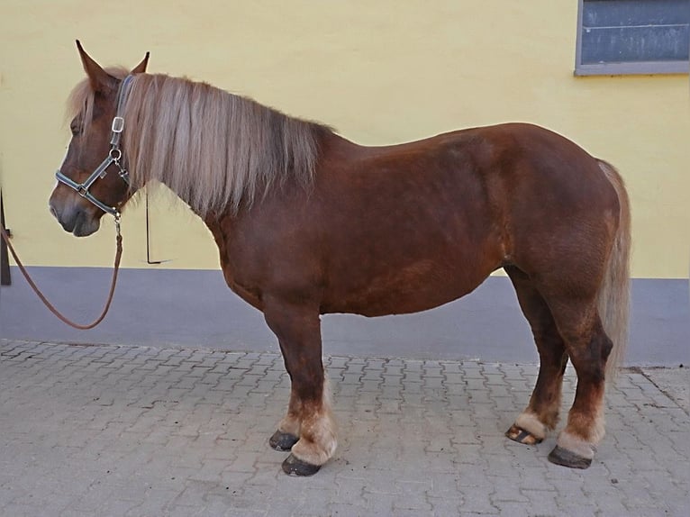 Bretone Stute 12 Jahre 163 cm Fuchs in Kirchensittenbach