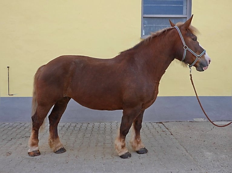 Bretone Stute 12 Jahre 163 cm Fuchs in Kirchensittenbach