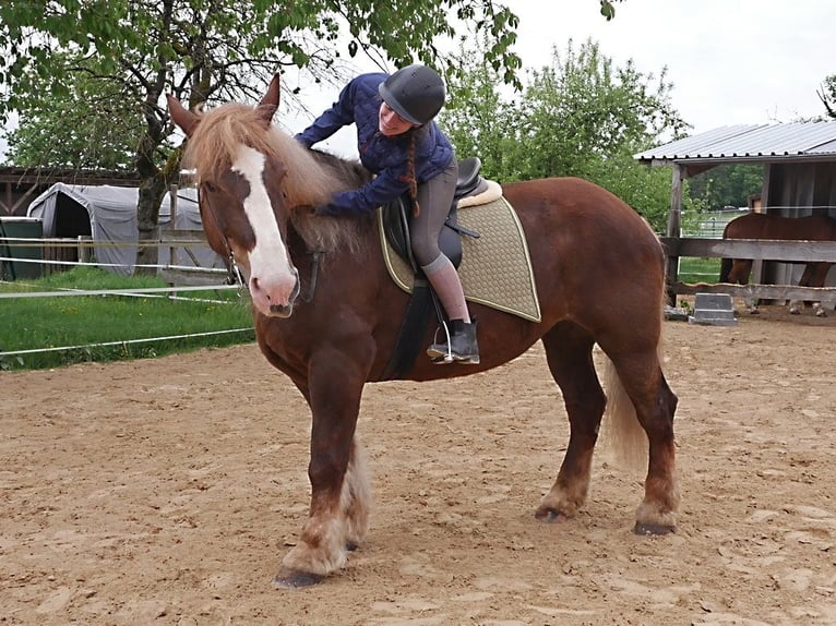 Bretone Stute 12 Jahre 163 cm Fuchs in Kirchensittenbach