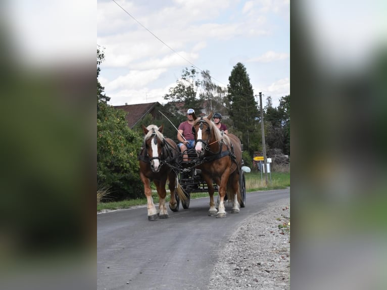 Bretone Stute 3 Jahre 159 cm Fuchs in Arnstorf