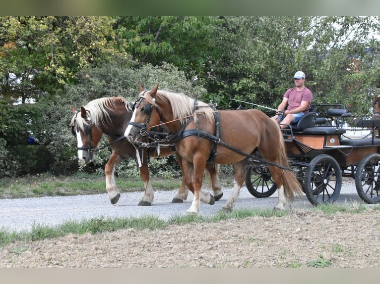 Bretone Stute 3 Jahre 159 cm Fuchs in Arnstorf