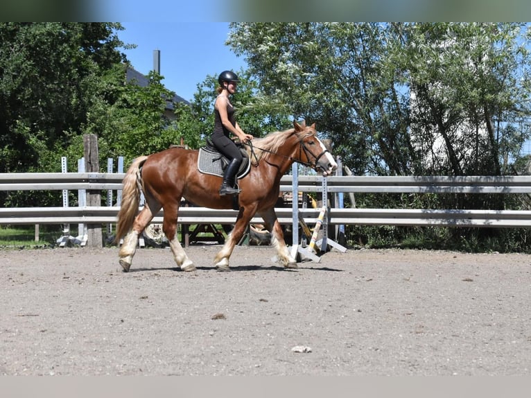 Bretone Stute 3 Jahre 159 cm Fuchs in Arnstorf