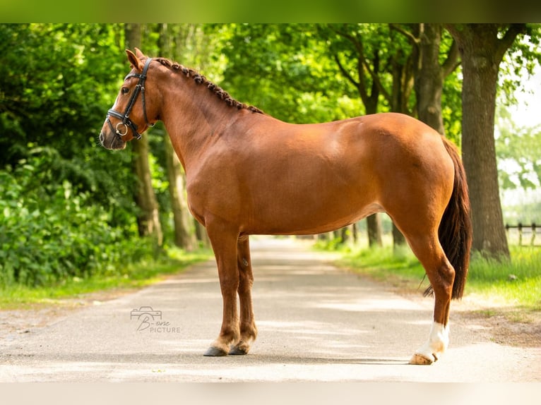 Bretone Mix Stute 4 Jahre 147 cm Fuchs in Wouwse Plantage