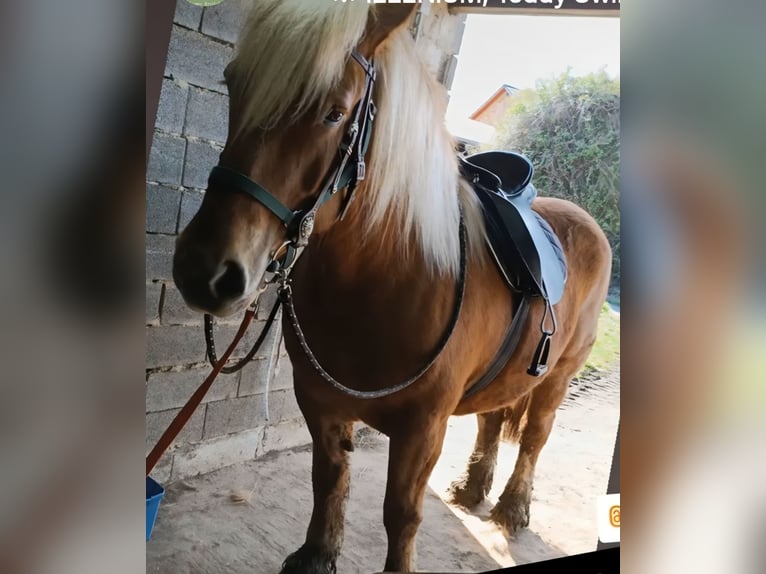 Bretone Stute 7 Jahre 165 cm Brauner in Homberg (Efze)