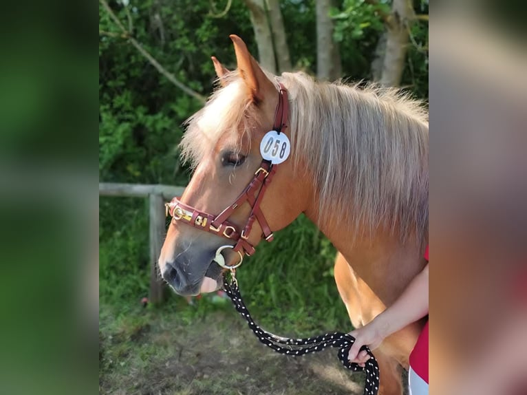 Bretone Stute 7 Jahre 165 cm Brauner in Homberg (Efze)