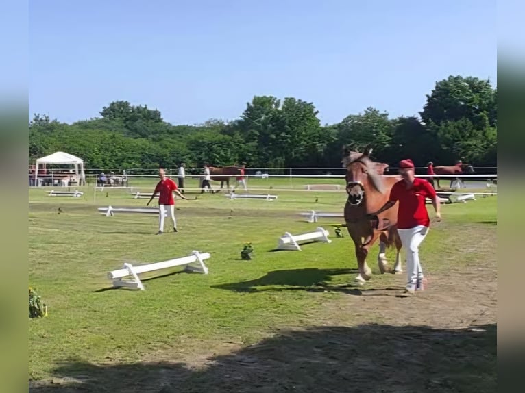 Bretone Stute 7 Jahre 165 cm Brauner in Homberg (Efze)