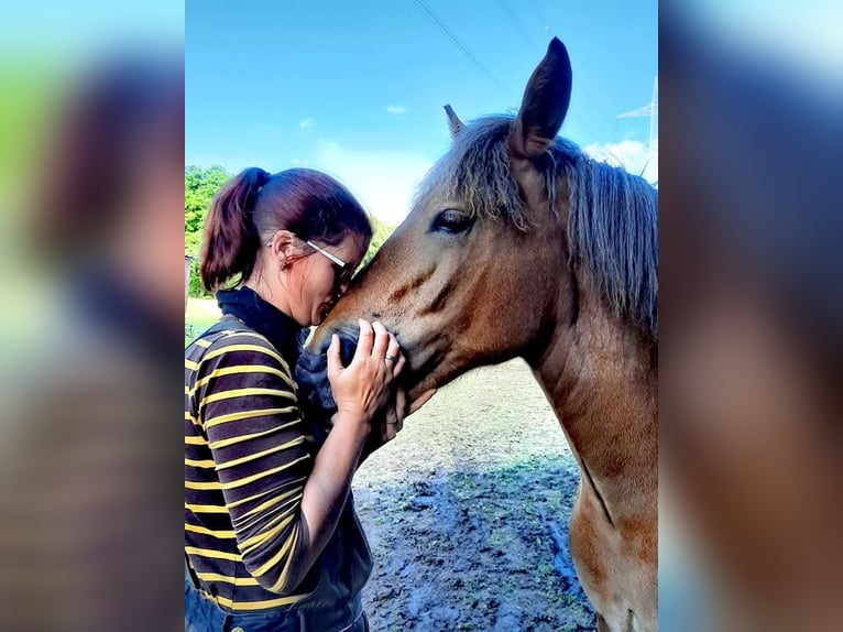 Bretone Stute 7 Jahre 165 cm Brauner in Homberg (Efze)