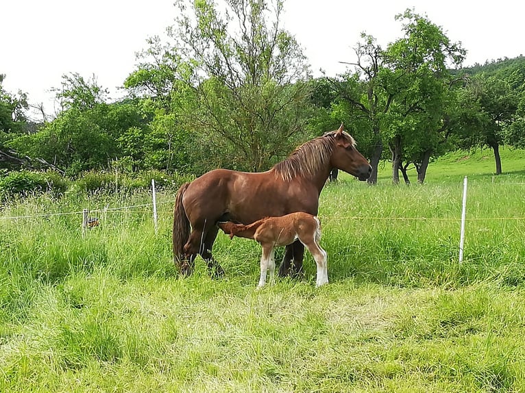 Bretone Stute 7 Jahre 165 cm Brauner in Homberg (Efze)