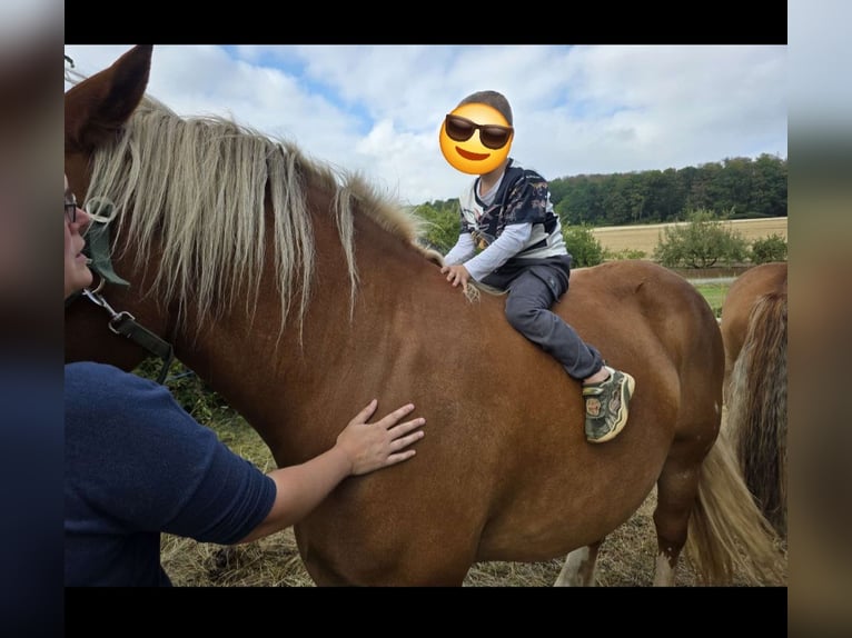 Bretone Stute 7 Jahre 165 cm Brauner in Homberg (Efze)