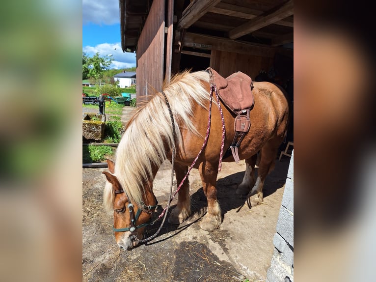 Bretone Stute 7 Jahre 165 cm Brauner in Homberg (Efze)