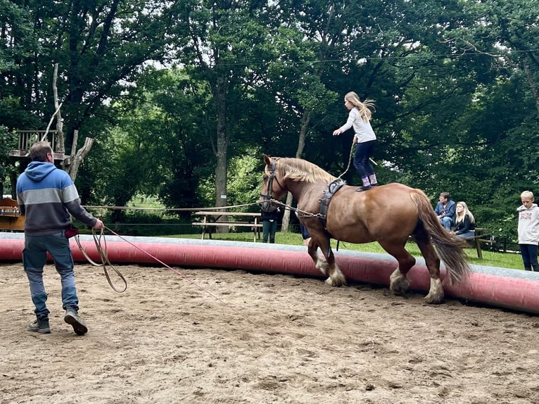 Bretone Stute 9 Jahre 162 cm Fuchs in Genêts