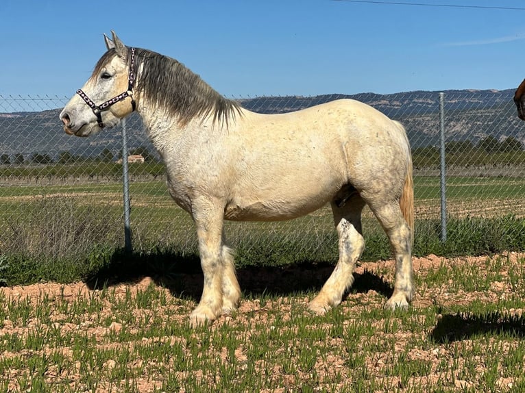 Bretone Mix Wallach 12 Jahre 160 cm Schimmel in Zarra