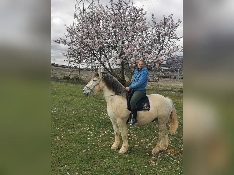 Bretone Mix Wallach 12 Jahre 160 cm Schimmel in Zarra