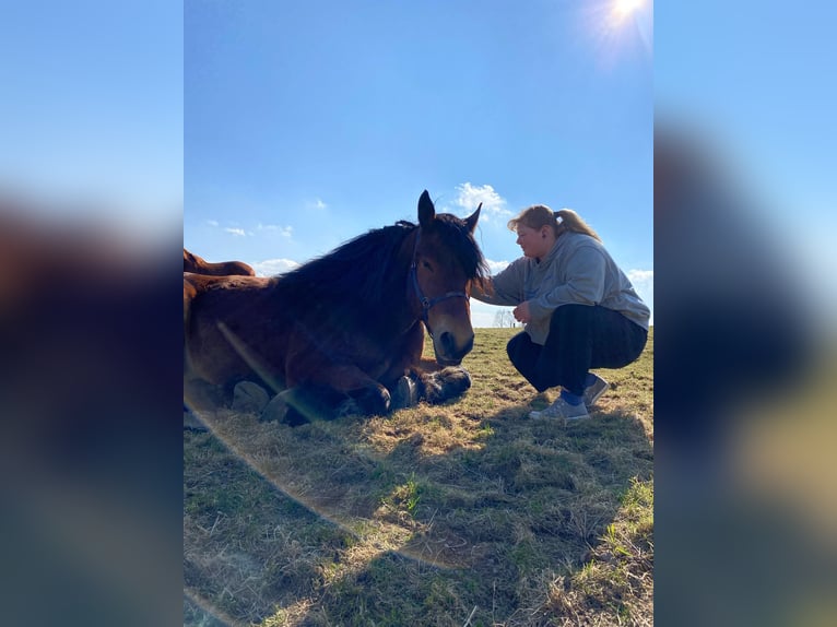 Bretone Wallach 9 Jahre 170 cm Schwarzbrauner in Wermelskirchen