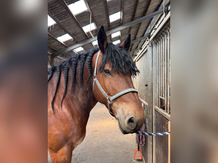 Bretone Wallach 9 Jahre 170 cm Schwarzbrauner in Wermelskirchen