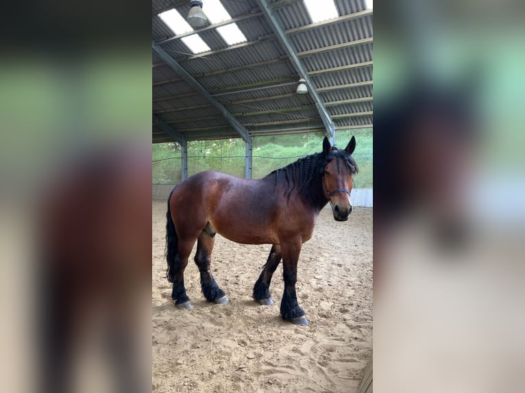 Bretone Wallach 9 Jahre 170 cm Schwarzbrauner in Wermelskirchen