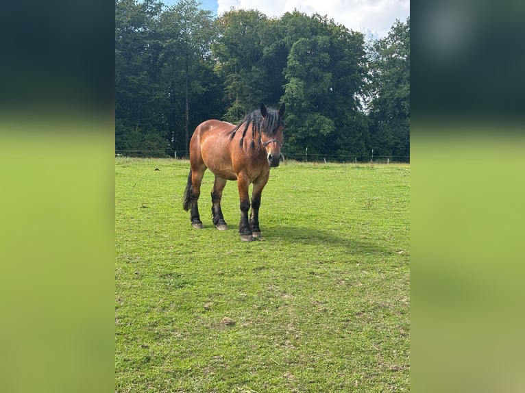 Bretone Wallach 9 Jahre 170 cm Schwarzbrauner in Wermelskirchen