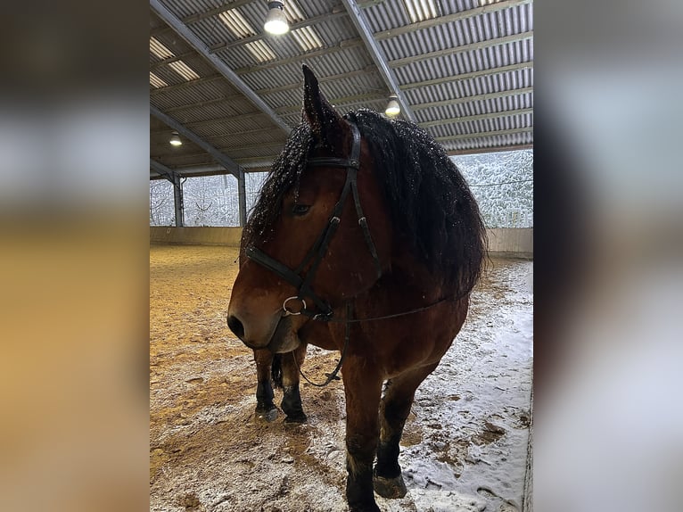 Bretone Wallach 9 Jahre 170 cm Schwarzbrauner in Wermelskirchen