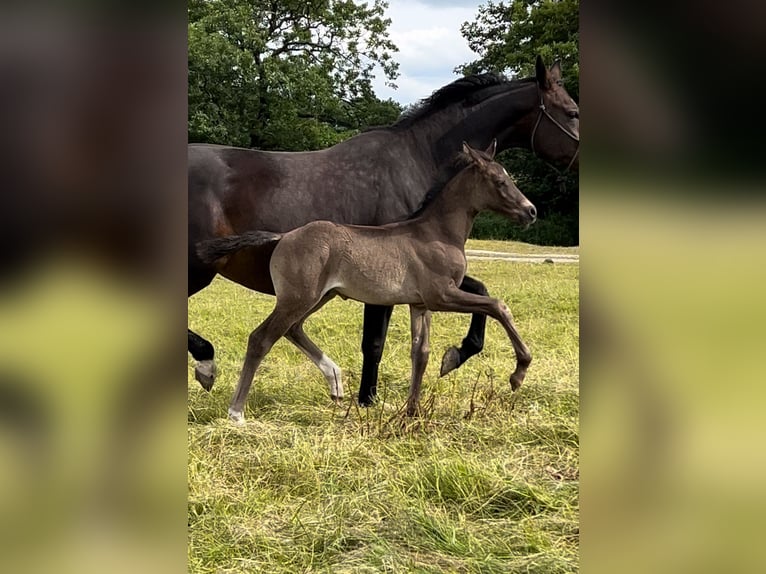 Britannique sang-chaud Étalon Poulain (06/2024) 168 cm Bai brun foncé in Staffordshire