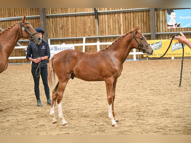 Britannique sang-chaud Étalon Poulain (04/2025) 168 cm in Lancashire