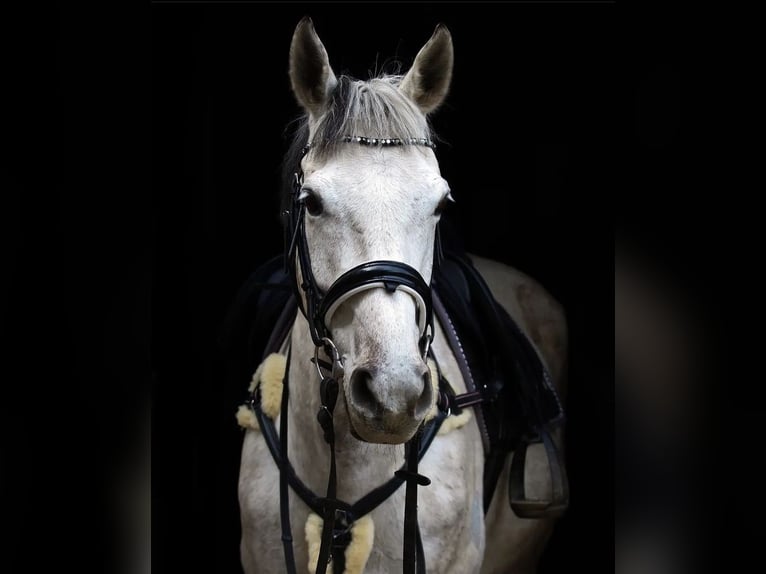 Britannique sang-chaud Hongre 12 Ans 170 cm Gris in Lubin