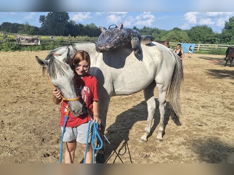 Britannique sang-chaud Hongre 12 Ans 170 cm Gris in Lubin