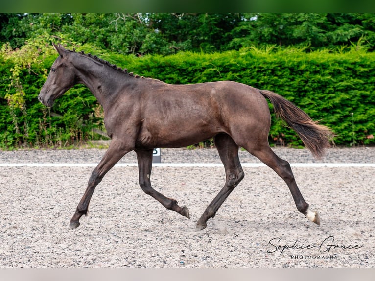 Britannique sang-chaud Hongre 2 Ans 172 cm Noir in CHESTER