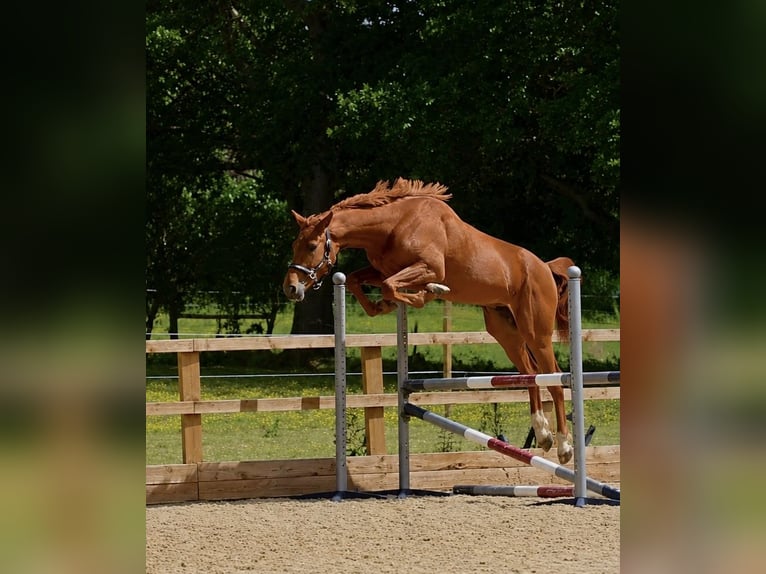 Britannique sang-chaud Hongre 3 Ans 165 cm Alezan brûlé in Henfield