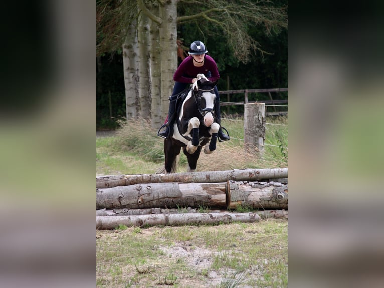 Britannique sang-chaud Croisé Hongre 4 Ans 146 cm Pinto in Bad Zwischenahn