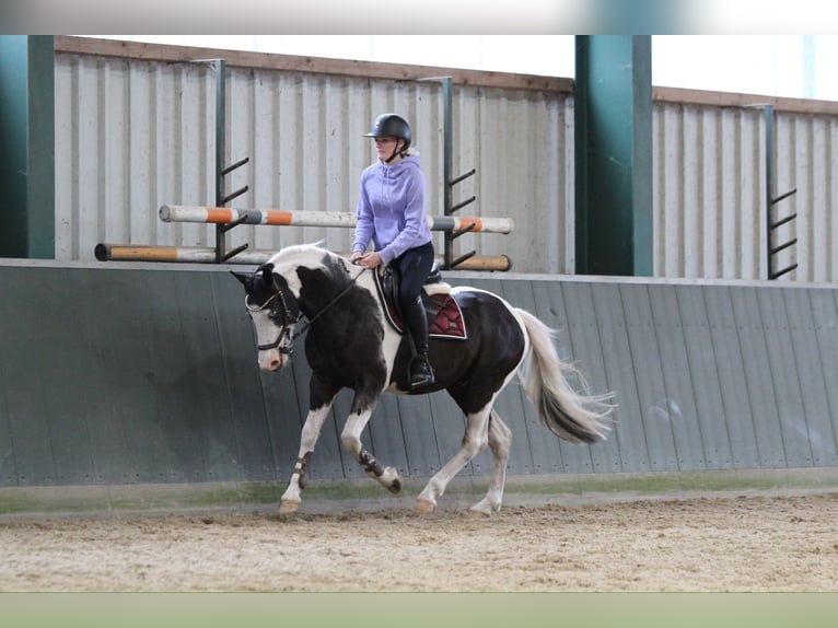 Britannique sang-chaud Croisé Hongre 4 Ans 146 cm Pinto in Bad Zwischenahn