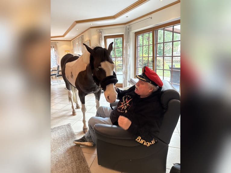 Britannique sang-chaud Croisé Hongre 4 Ans 146 cm Pinto in Bad Zwischenahn