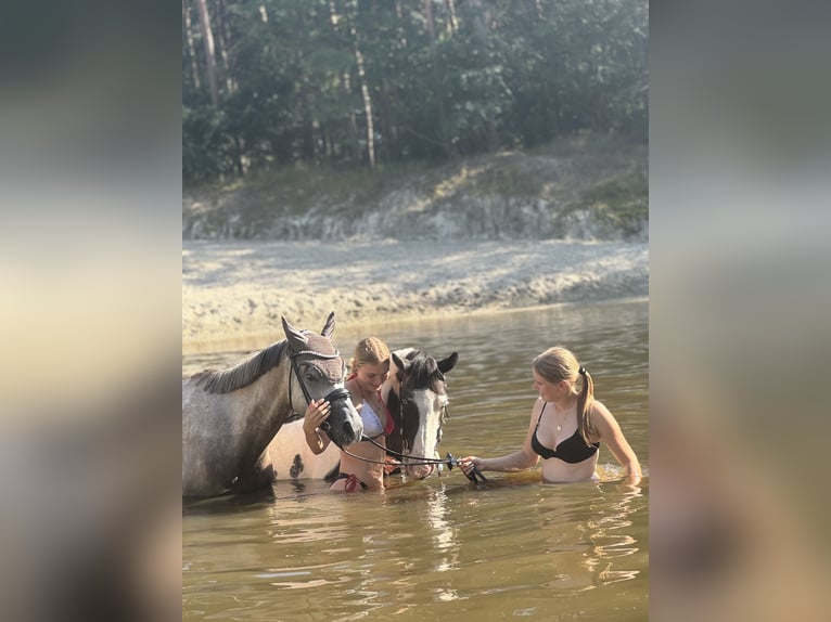 Britannique sang-chaud Croisé Hongre 4 Ans 146 cm Pinto in Bad Zwischenahn