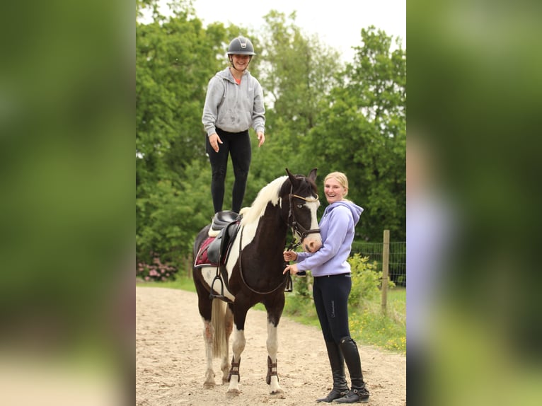 Britannique sang-chaud Croisé Hongre 4 Ans 146 cm Pinto in Bad Zwischenahn