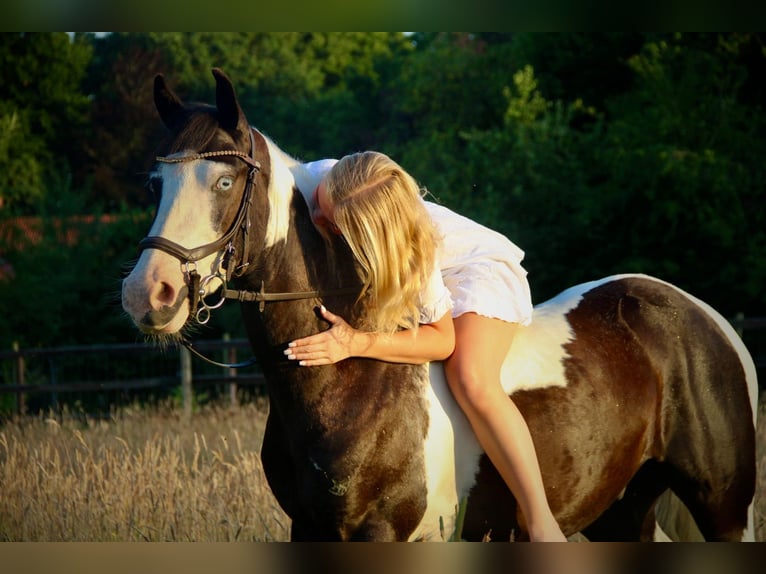 Britannique sang-chaud Croisé Hongre 4 Ans 146 cm Pinto in Bad Zwischenahn