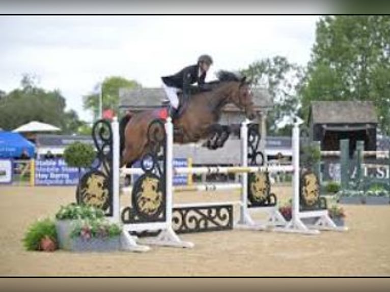 Britannique sang-chaud Hongre 4 Ans  in WEST SUSSEX