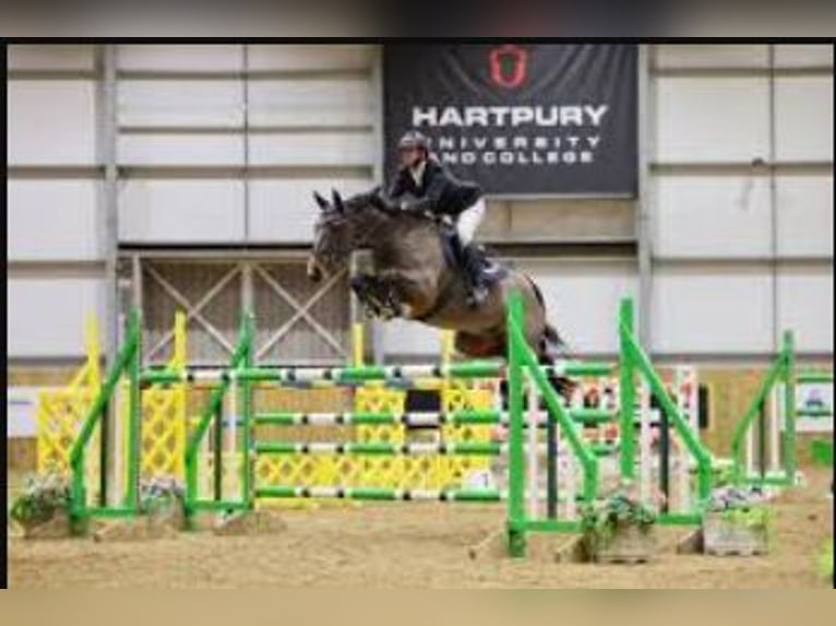 Britannique sang-chaud Hongre 4 Ans  in WEST SUSSEX