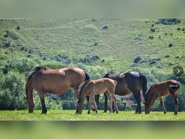 Britannique sang-chaud Hongre 4 Ans  in WEST SUSSEX