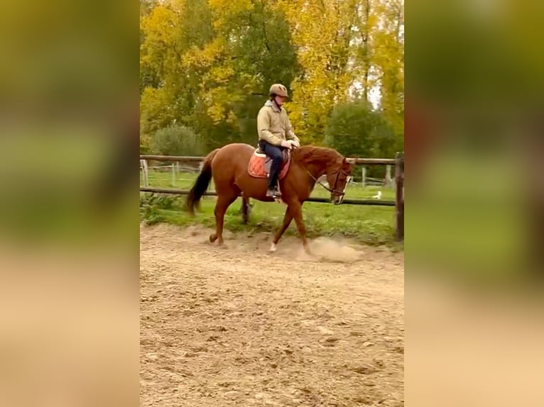 Britannique sang-chaud Hongre 7 Ans 170 cm Alezan in Erondegem