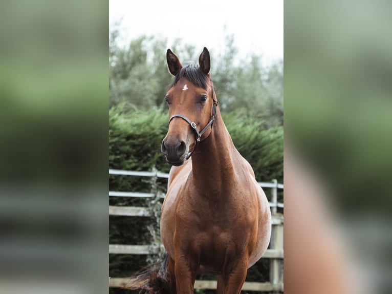 Britannique sang-chaud Croisé Jument 2 Ans 158 cm Bai cerise in Gloucester