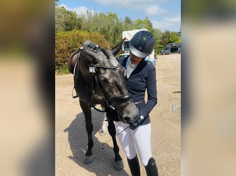 Britannique sang-chaud Jument 4 Ans 166 cm Gris in Devon